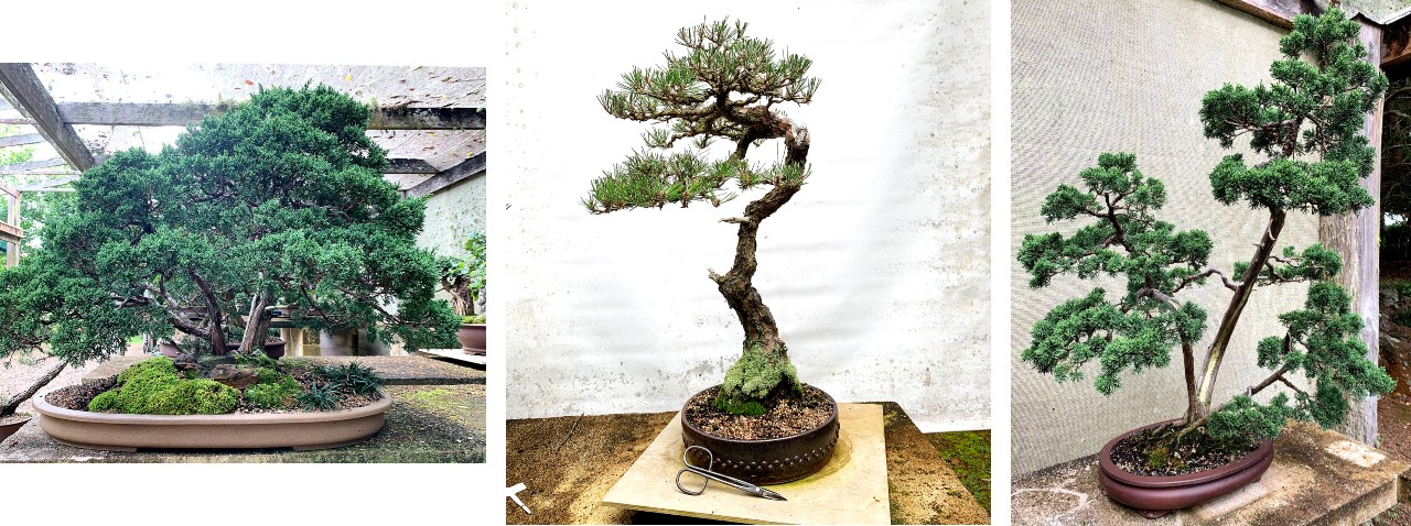 Ian Hearn bonsai feb 2021