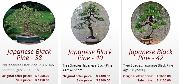 Japanese Black Pine sale