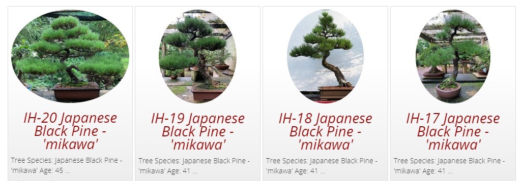 Japanese black pine mikawa for sale