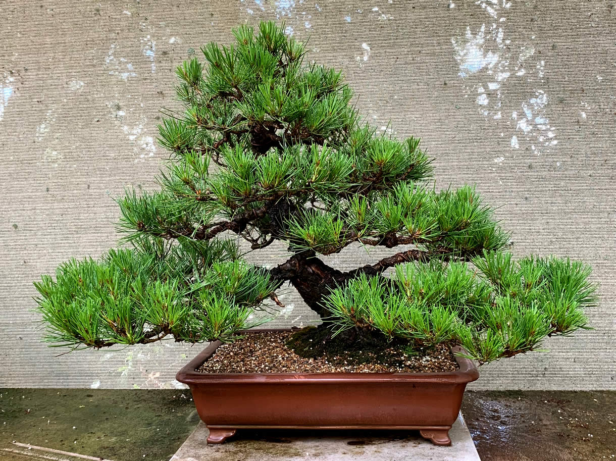 aka matsu second flush australian bonsai gallery
