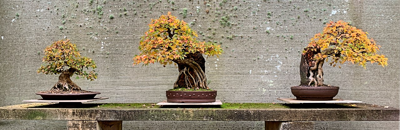 australian bonsai gallery autumn 2020 trident maples