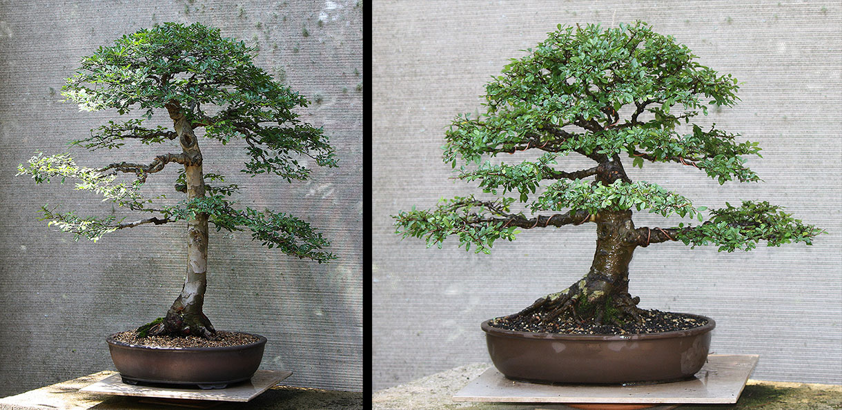 australian bonsai gallery chinese elms 2019 10