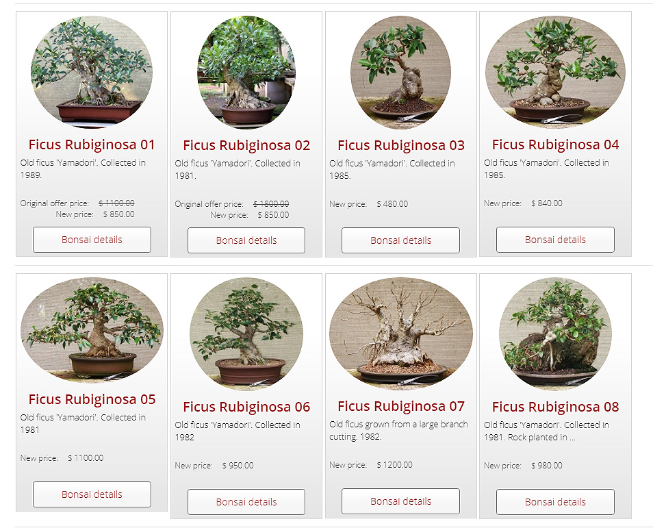australian bonsai gallery ficus sale