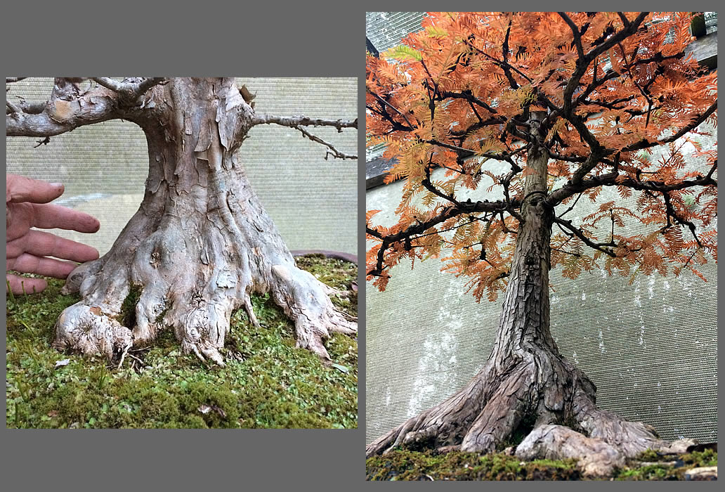australian bonsai gallery nebari cleanup
