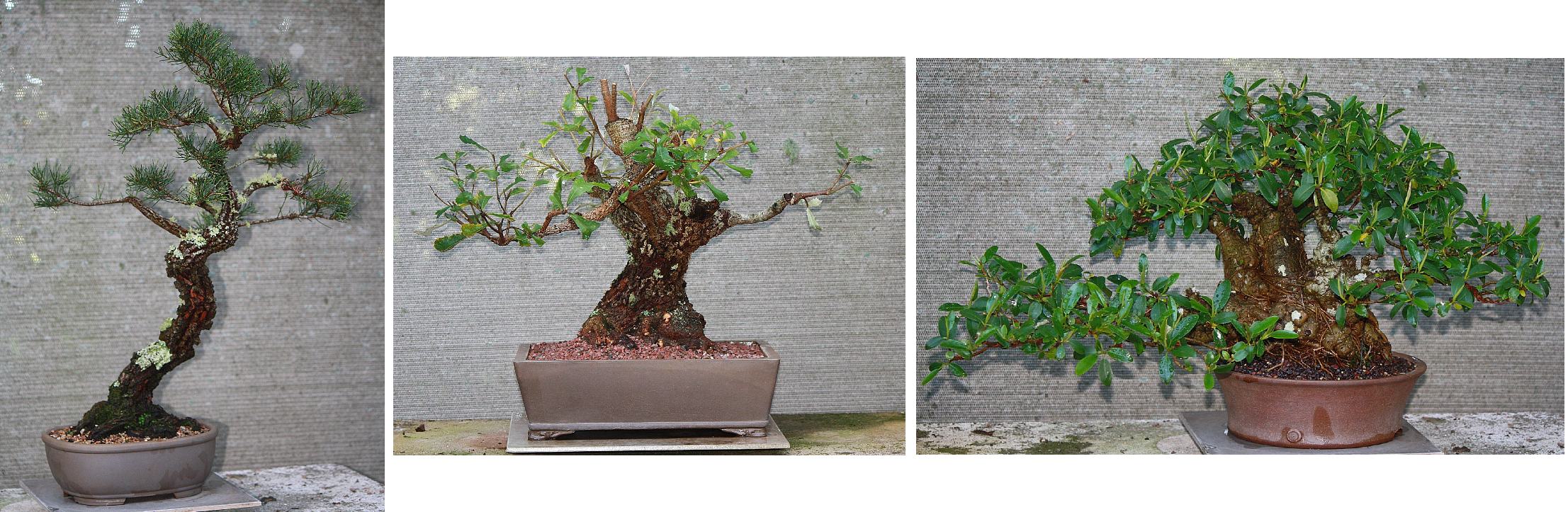 australian native bonsai 02