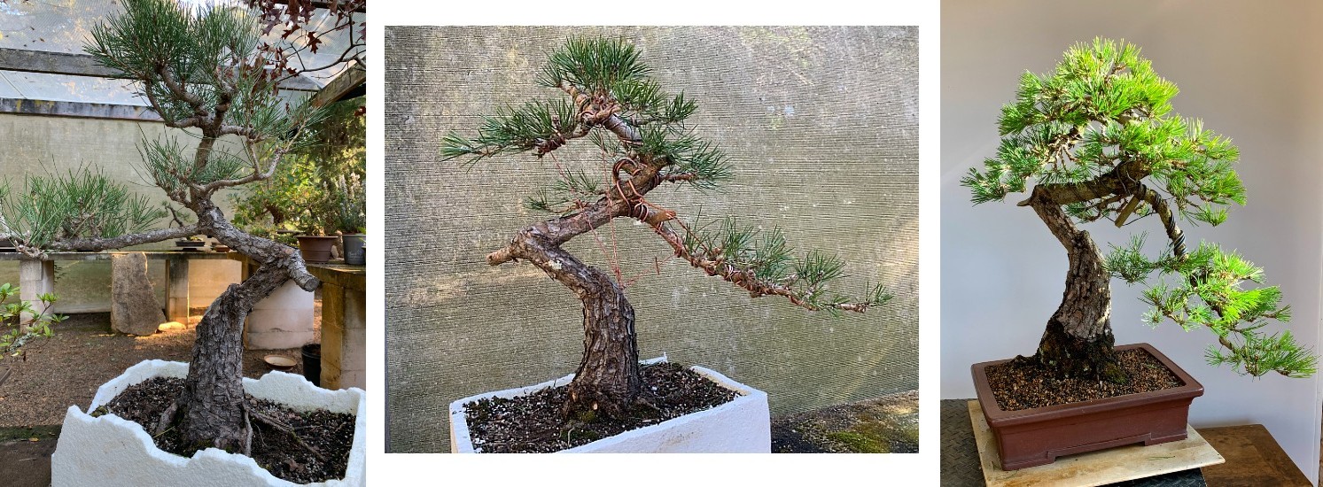 black pine developed