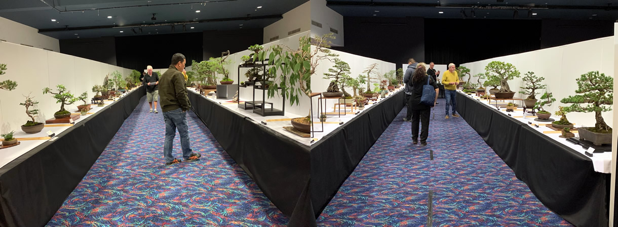 bonsai open australian bonsai gallery