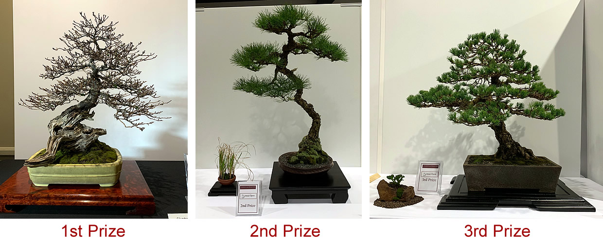 bonsai open resultsaustralian bonsai gallery