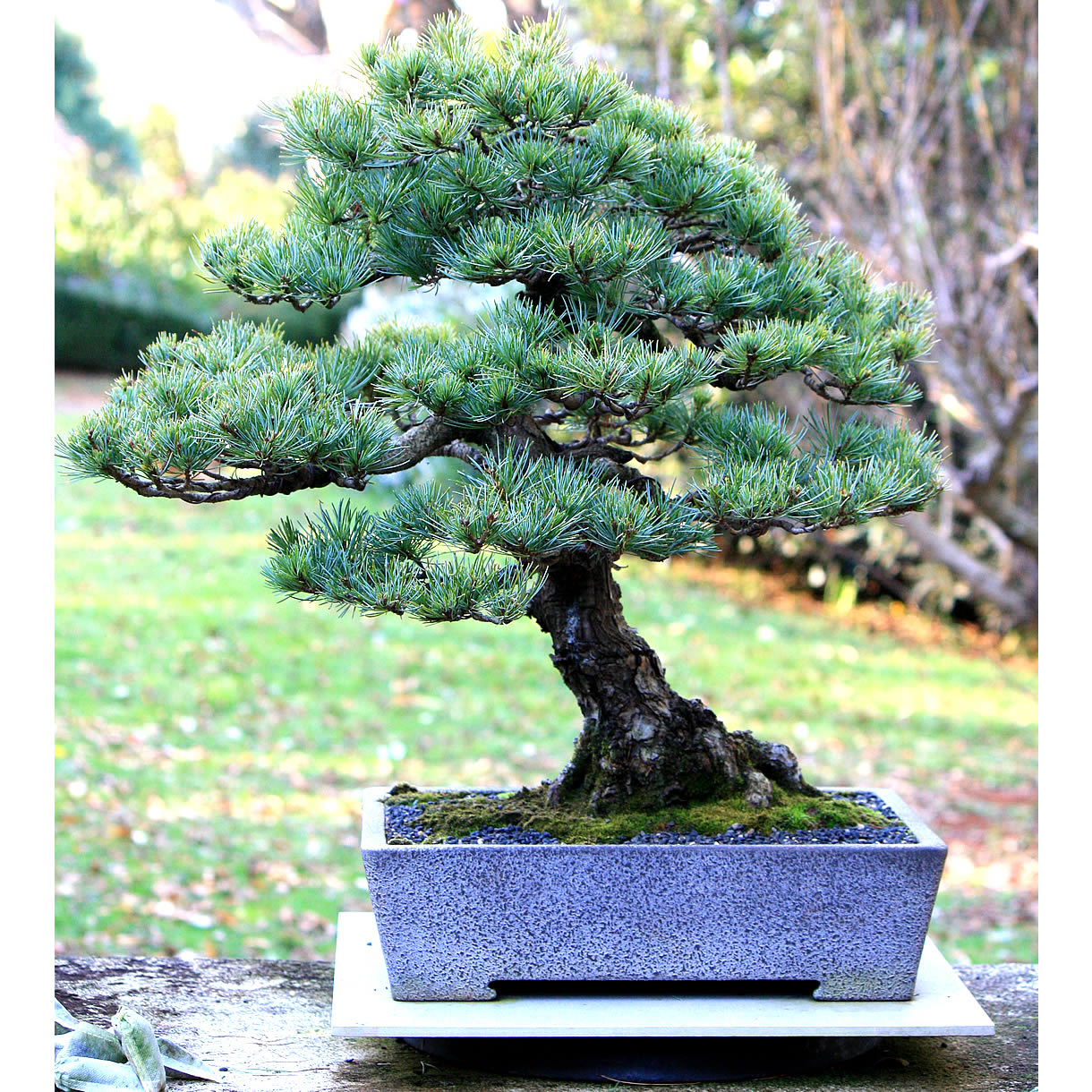 goyo matsu australian bonsai gallery