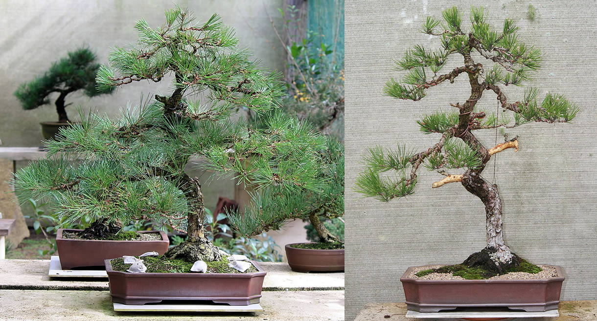 japanese black pine bonsai 04 literati