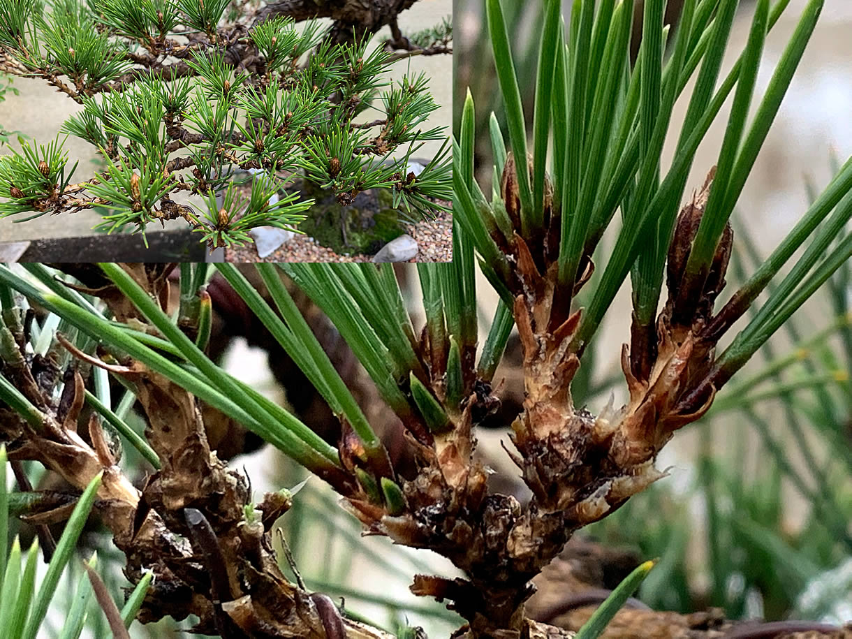 japanese black pine needle thinning