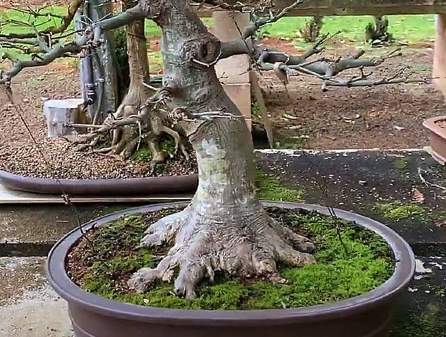 japanese maple australian bonsai gallery