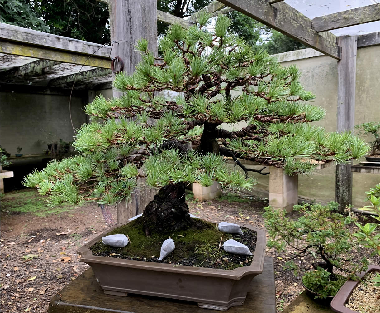 japanese white pine 08