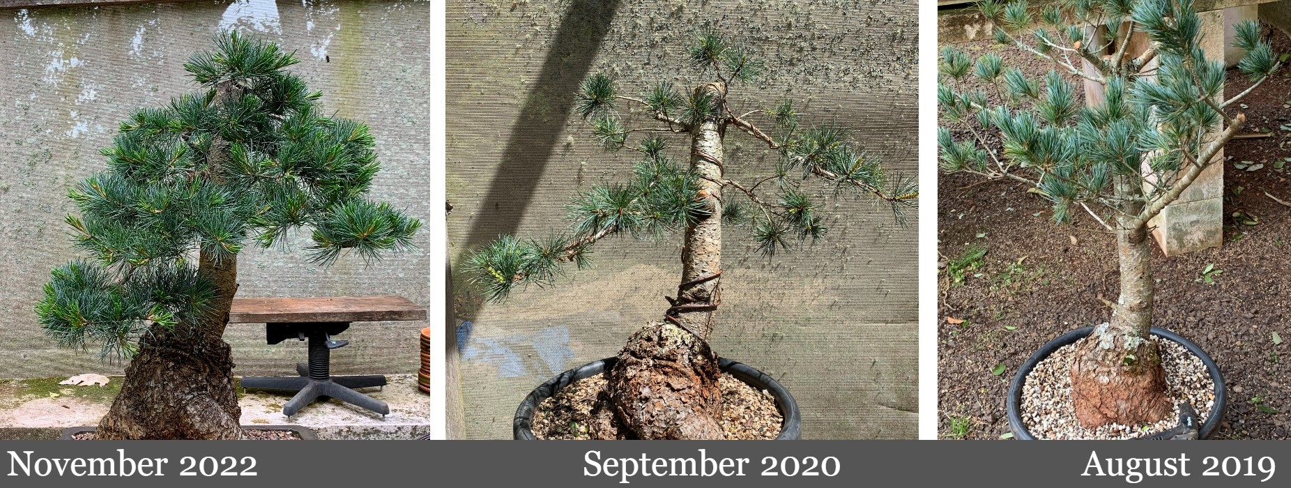 japanese white pine from august 2019 to november 2022 02