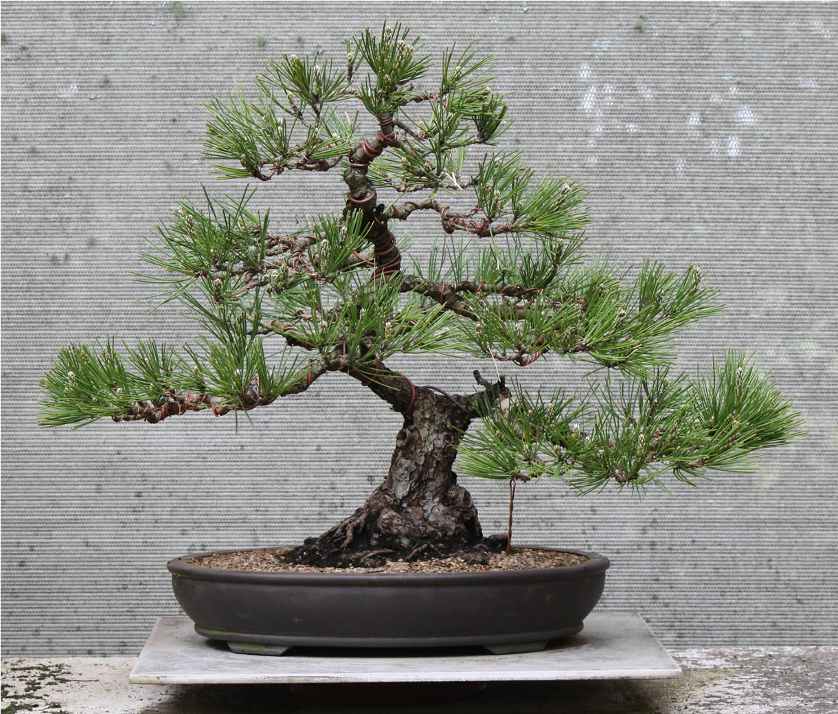 japanese black pine 42a