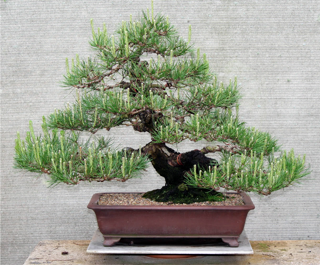 japanese red pine 08