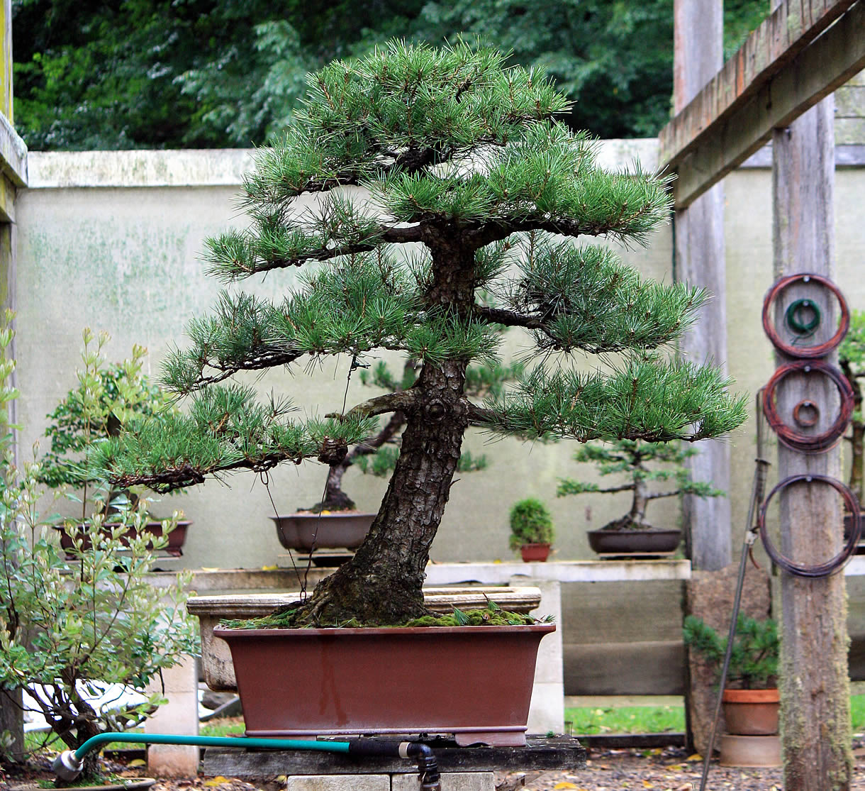kuro matsu australian bonsai gallery 12
