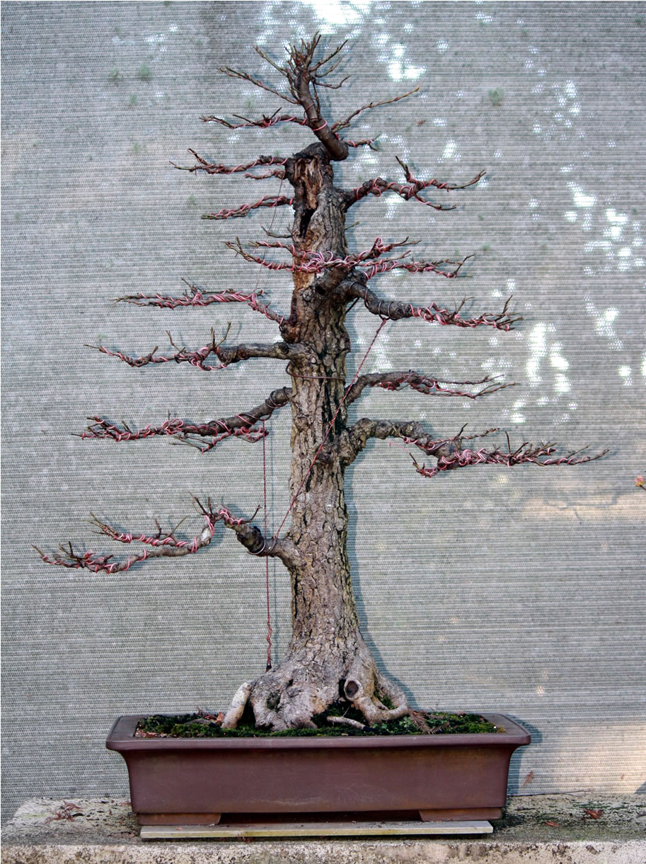 liquidamber australian bonsai gallery