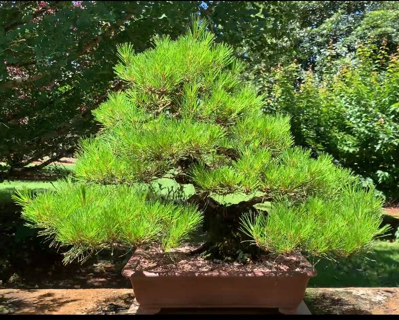 pine bonsai
