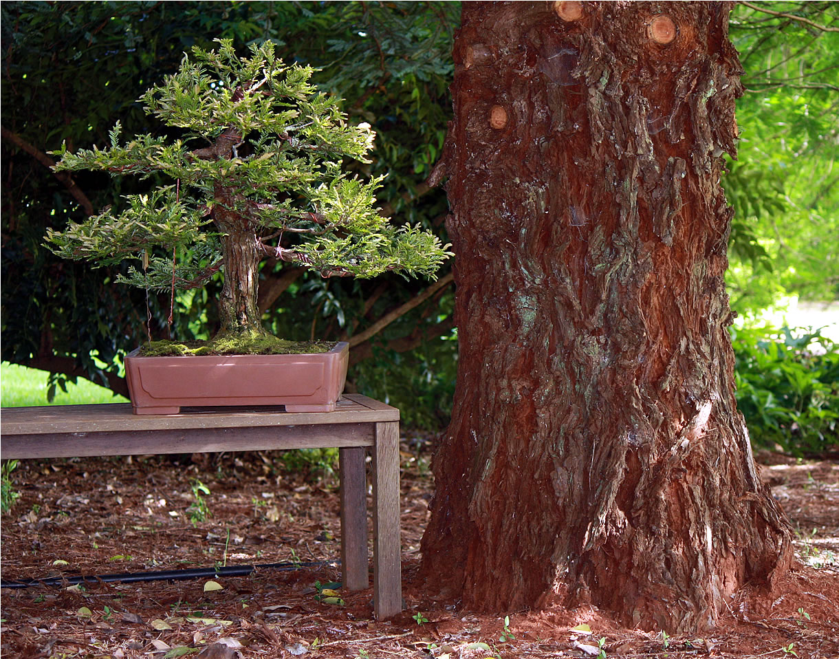 sequoia sempervirens bonsai cutting