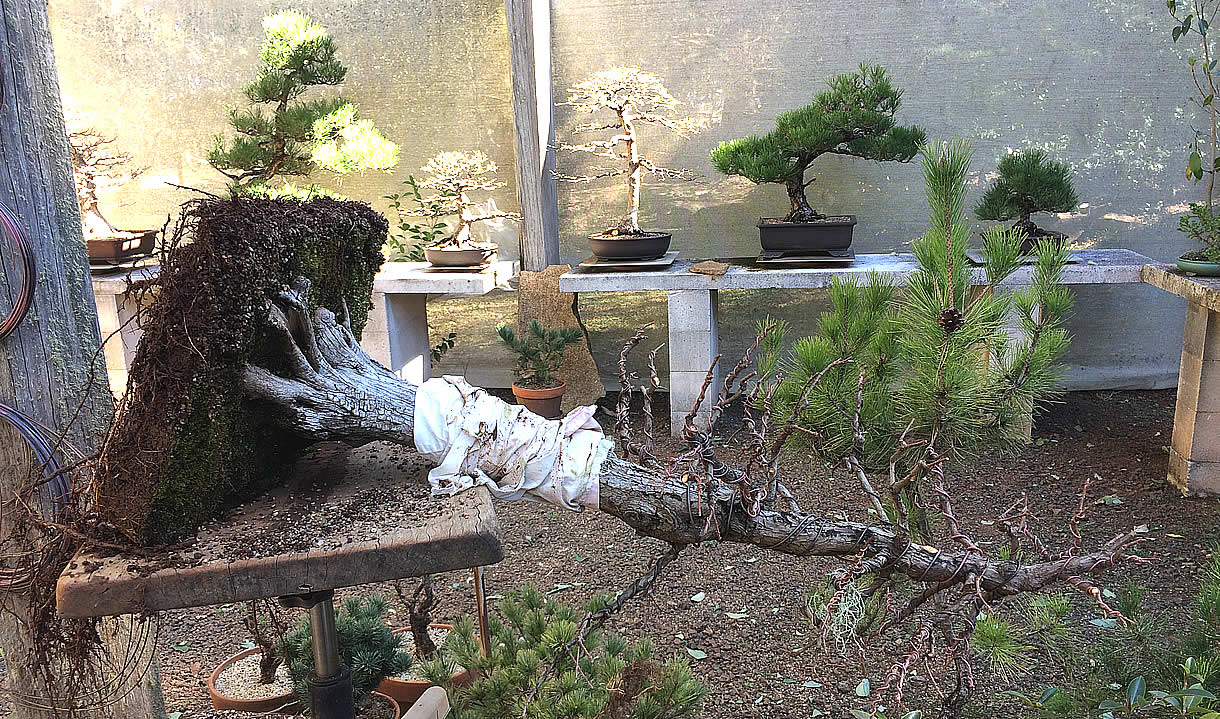 repotting swamp cypress australian bonsai gallery