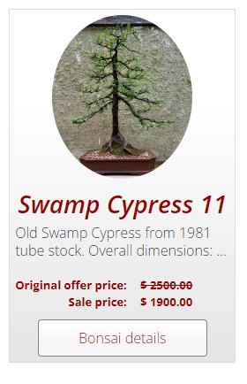 swamp-cypress-bonsai.jpg