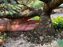 cedar-of-lebanon-hedgehog-trunk