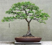 chinese-elm-bonsai-07