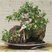 Ficus Rubiginosa