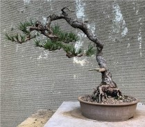 japanese-red-pine-35-5-20