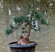 large-japanese-white-pine