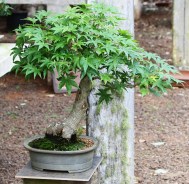 momiji-11-bonsai