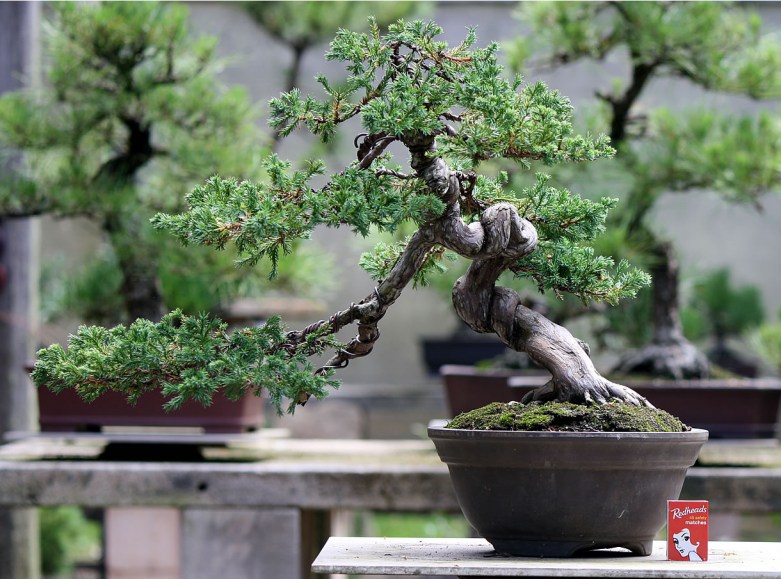 sakura-bonsai-gallery-procumbins-01_0x580.jpg
