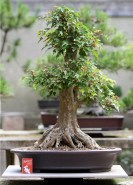 sakura-bonsai-gallery-trident-maple-024
