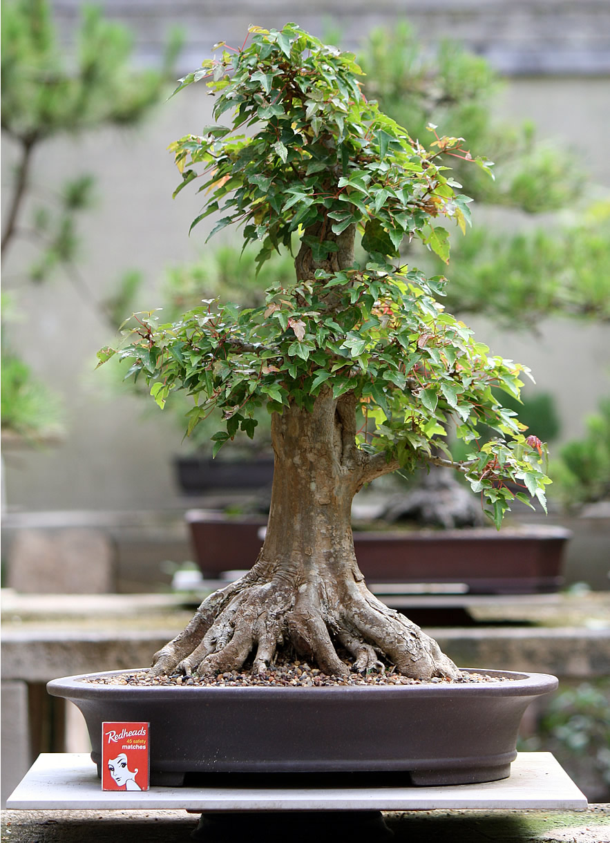 Gallery Bonsai for Sale: Trident Maple 02
