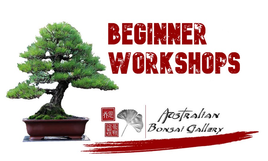 australian bonsai gallery beginner workshops