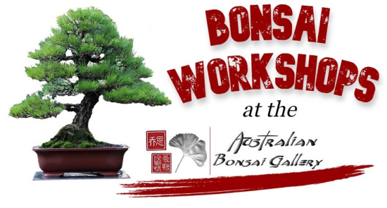 australian bonsai gallery workshops promo