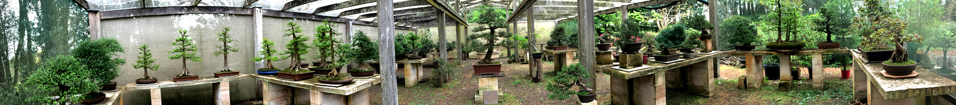australian bonsai gallery banner 01