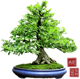 sakura bonsai gallery taxodium 02