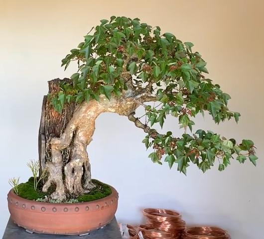 Trident maple bonsai root over rock