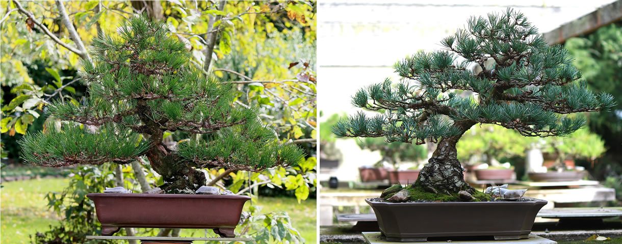aka shiro matsu australian bonsai gallery