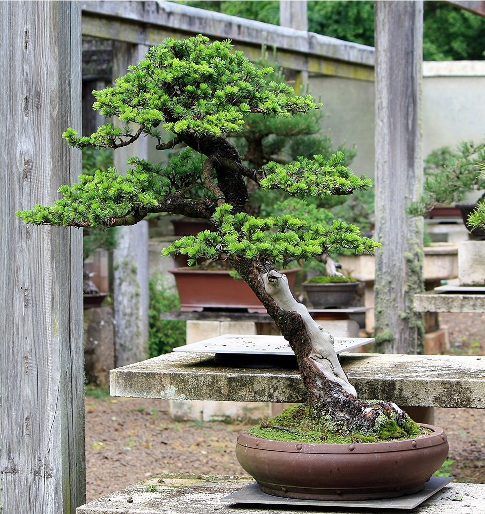 atlantic cedar australian bonsai gallery