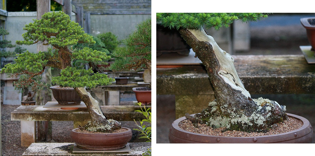 atlantic cedar bonsai history