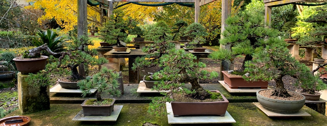 australian bonsai gallery autumn pines