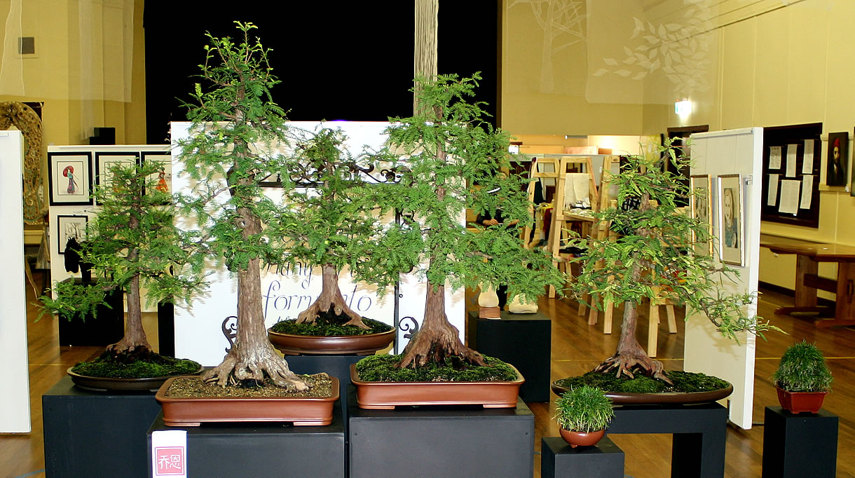australian bonsai gallery detached forest taxodium
