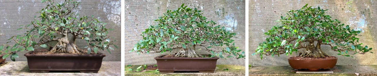 australian bonsai gallery old ficus from 2016 2021