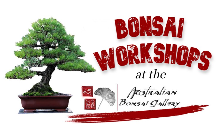 australian bonsai gallery workshops banner
