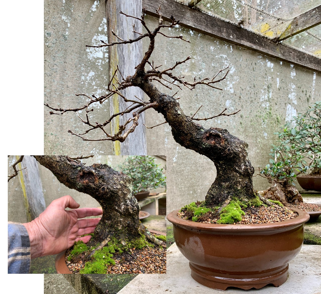 bonsai english oak 2021 06 25