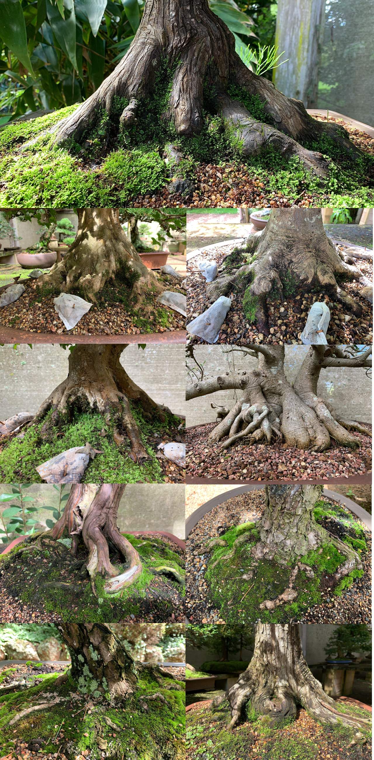bonsai nebari australian bonsai gallery