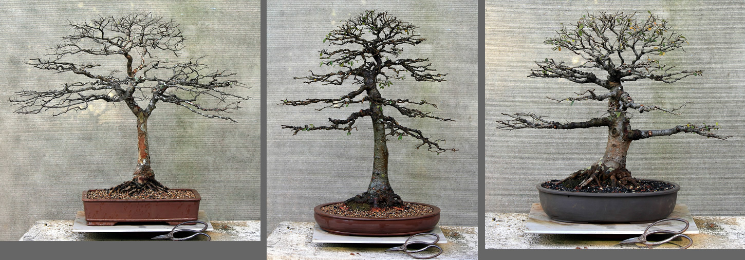 chinese elm repot australian bonsai gallery